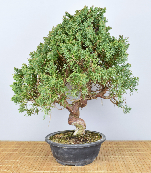Bonsai Outdoor, Chinesischer Wacholder (Juniperus chinensis) Prebonsai